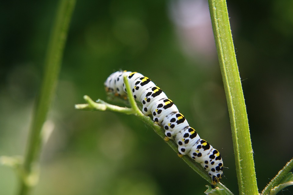 Caterpillar